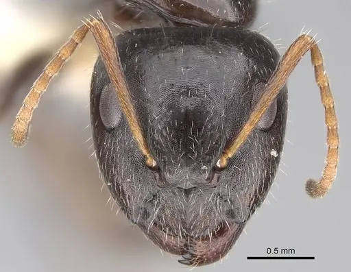 Camponotus repens specimen CASENT0810384 image casent0810384_2