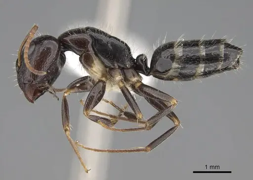 Camponotus repens specimen CASENT0810384 image casent0810384_3