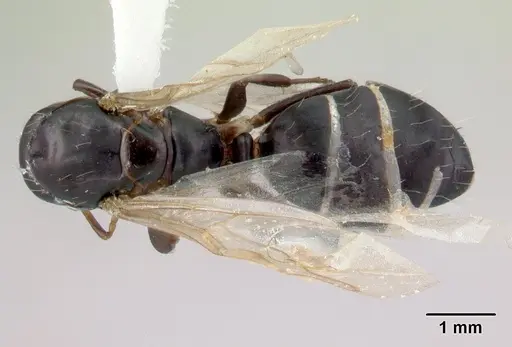 Camponotus reticulatus specimen CASENT0178357 image casent0178357_1