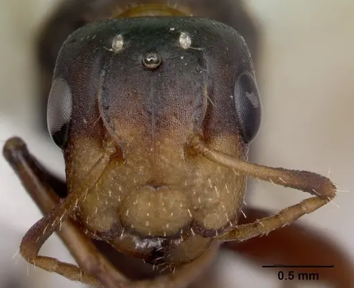 Camponotus reticulatus specimen CASENT0178357 image casent0178357_2