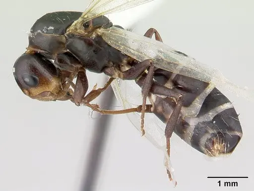 Camponotus reticulatus specimen CASENT0178357 image casent0178357_3