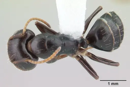 Camponotus reticulatus specimen CASENT0178358 image casent0178358_1