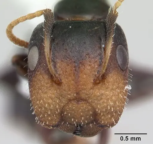 Camponotus reticulatus specimen CASENT0178358 image casent0178358_2