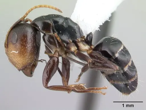 Camponotus reticulatus specimen CASENT0178358 image casent0178358_3