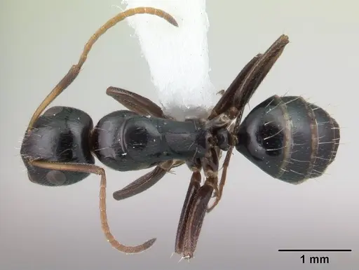 Camponotus reticulatus specimen CASENT0178359 image casent0178359_1