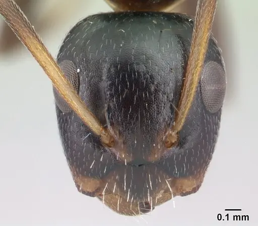Camponotus reticulatus specimen CASENT0178359 image casent0178359_2