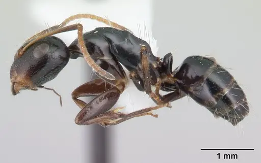 Camponotus reticulatus specimen CASENT0178359 image casent0178359_3