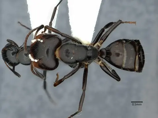Camponotus reticulatus specimen CASENT0882030 image casent0882030_1