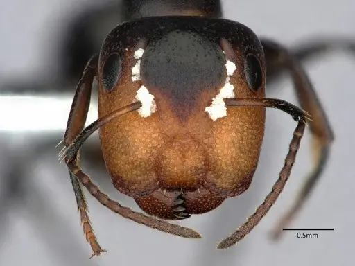 Camponotus reticulatus specimen CASENT0882030 image casent0882030_2