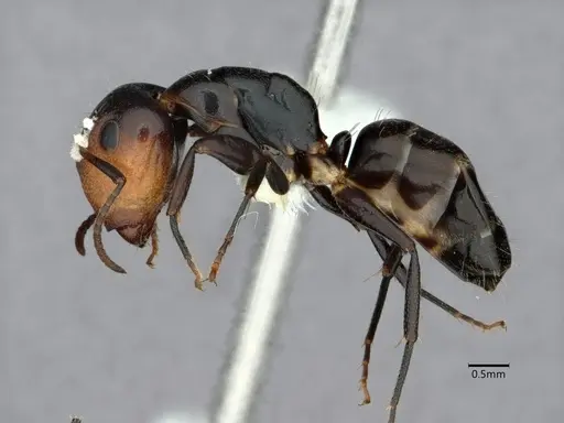 Camponotus reticulatus specimen CASENT0882030 image casent0882030_3