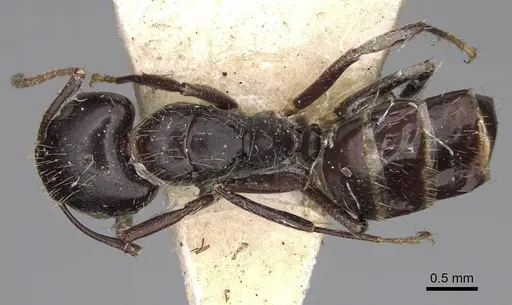 Camponotus reticulatus specimen CASENT0906966 image casent0906966_1