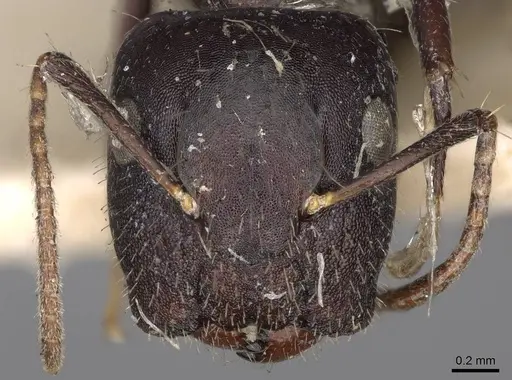 Camponotus reticulatus specimen CASENT0906966 image casent0906966_2