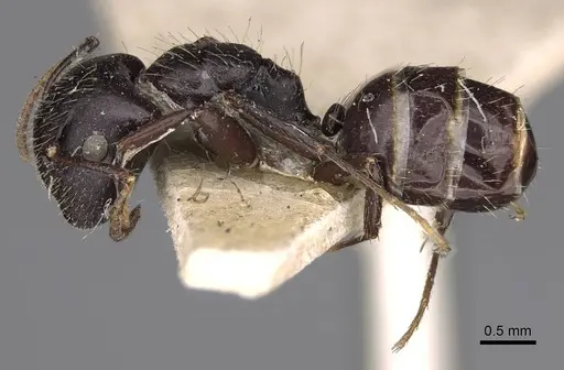Camponotus reticulatus specimen CASENT0906966 image casent0906966_3