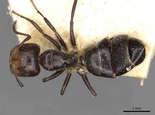 Camponotus reticulatus specimen CASENT0910525 image casent0910525_1