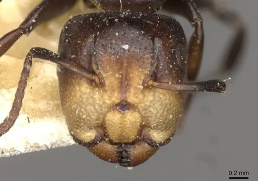 Camponotus reticulatus specimen CASENT0910525 image casent0910525_2