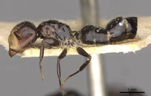 Camponotus reticulatus specimen CASENT0910525 image casent0910525_3