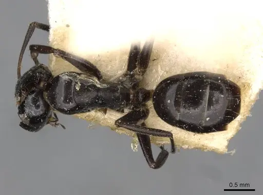 Camponotus reticulatus specimen CASENT0910526 image casent0910526_1
