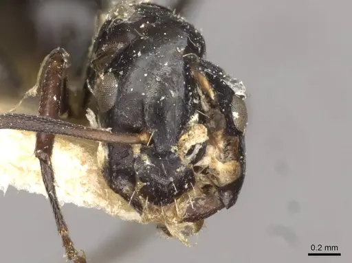 Camponotus reticulatus specimen CASENT0910526 image casent0910526_2