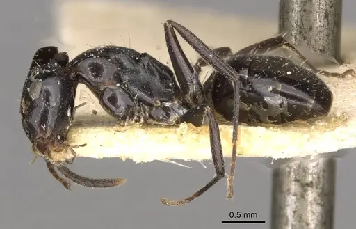 Camponotus reticulatus specimen CASENT0910526 image casent0910526_3