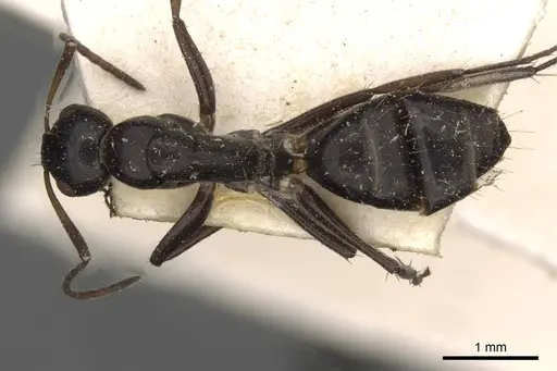 Camponotus reticulatus specimen CASENT0910527 image casent0910527_1