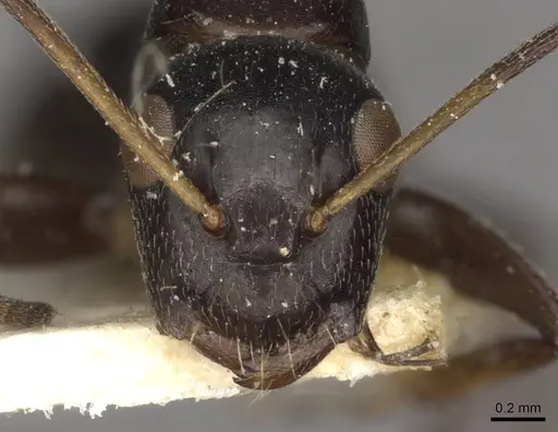 Camponotus reticulatus specimen CASENT0910527 image casent0910527_2