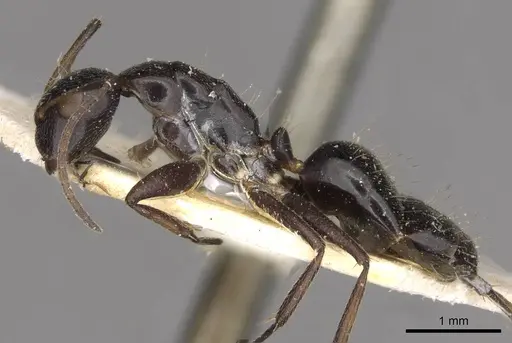 Camponotus reticulatus specimen CASENT0910527 image casent0910527_3