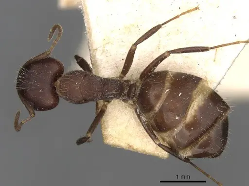 Camponotus reticulatus specimen CASENT0910528 image casent0910528_1