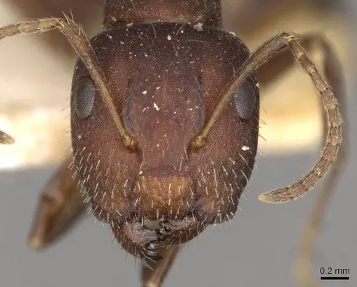 Camponotus reticulatus specimen CASENT0910528 image casent0910528_2
