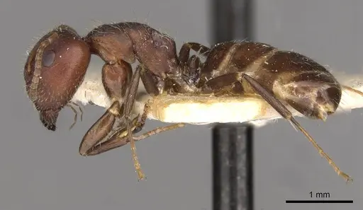 Camponotus reticulatus specimen CASENT0910528 image casent0910528_3