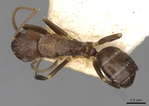 Camponotus reticulatus specimen CASENT0910529 image casent0910529_1
