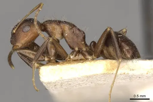 Camponotus reticulatus specimen CASENT0910529 image casent0910529_3