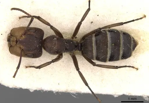 Camponotus reticulatus specimen CASENT0910532 image casent0910532_1