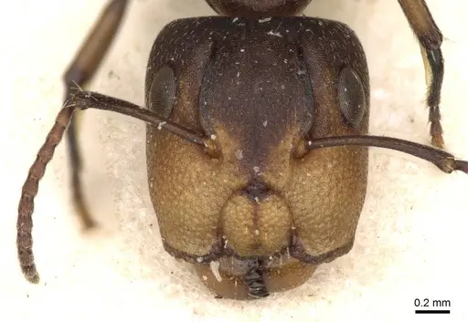Camponotus reticulatus specimen CASENT0910532 image casent0910532_2