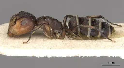 Camponotus reticulatus specimen CASENT0910532 image casent0910532_3