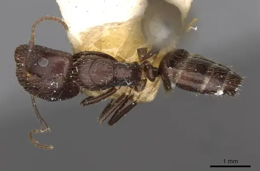 Camponotus reticulatus specimen CASENT0910533 image casent0910533_1