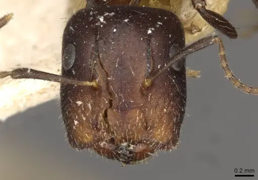 Camponotus reticulatus specimen CASENT0910533 image casent0910533_2