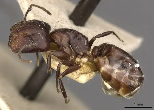 Camponotus reticulatus specimen CASENT0910533 image casent0910533_3