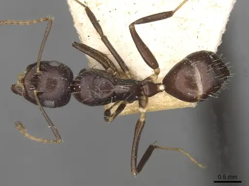 Camponotus reticulatus specimen CASENT0910534 image casent0910534_1