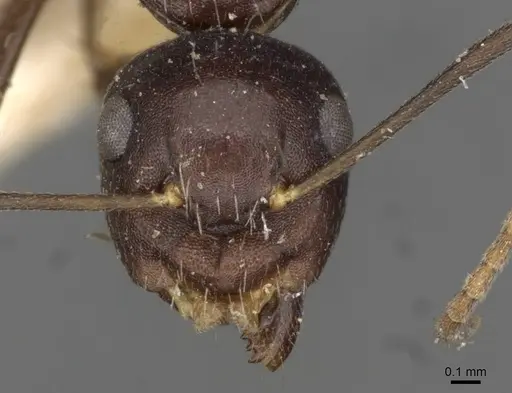 Camponotus reticulatus specimen CASENT0910534 image casent0910534_2