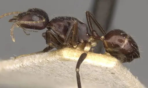 Camponotus reticulatus specimen CASENT0910534 image casent0910534_3