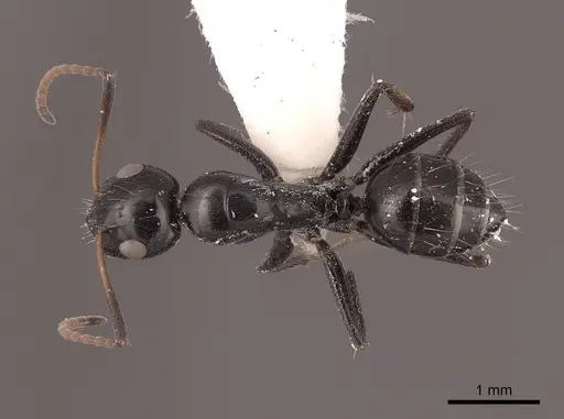 Camponotus reticulatus specimen FMNHINS0000065577 image fmnhins0000065577_1