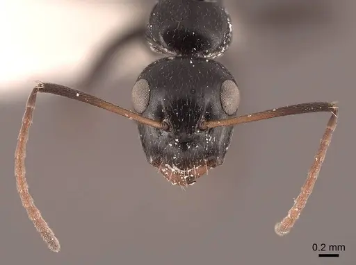 Camponotus reticulatus specimen FMNHINS0000065577 image fmnhins0000065577_2