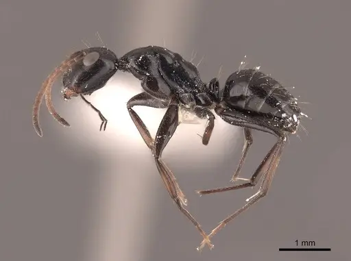 Camponotus reticulatus specimen FMNHINS0000065577 image fmnhins0000065577_3
