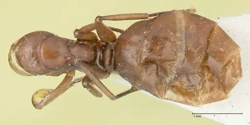 Camponotus reticulatus specimen FOCOL2282 image focol2282_1