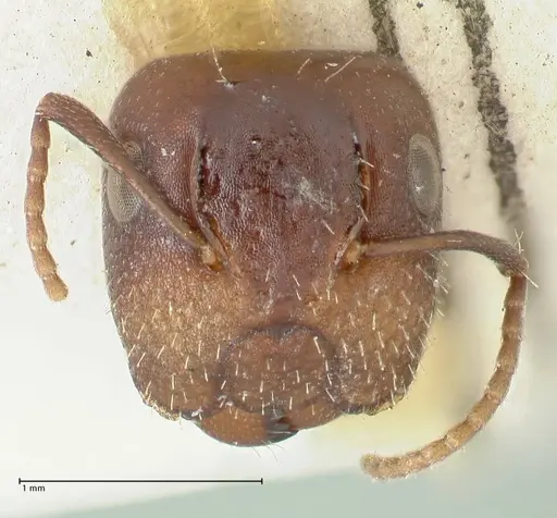 Camponotus reticulatus specimen FOCOL2282 image focol2282_2