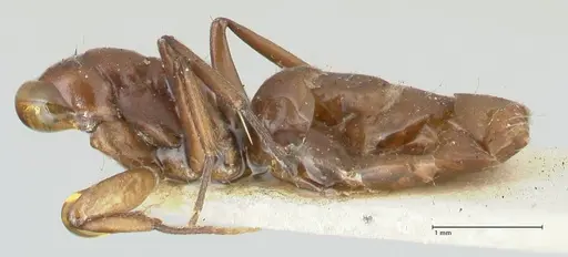 Camponotus reticulatus specimen FOCOL2282 image focol2282_3