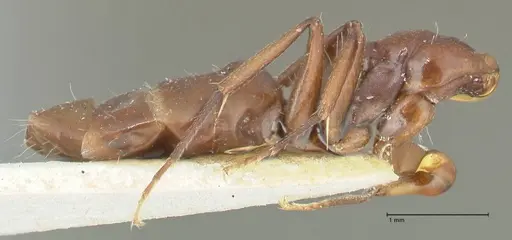 Camponotus reticulatus specimen FOCOL2282 image focol2282_4
