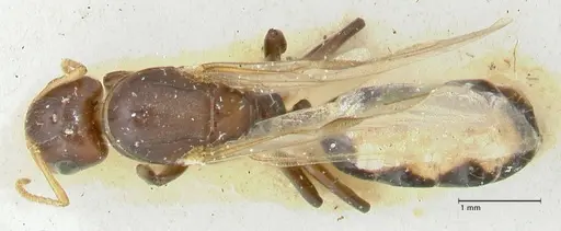 Camponotus reticulatus specimen FOCOL2283 image focol2283_1