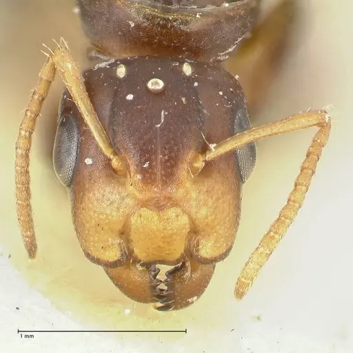 Camponotus reticulatus specimen FOCOL2283 image focol2283_2