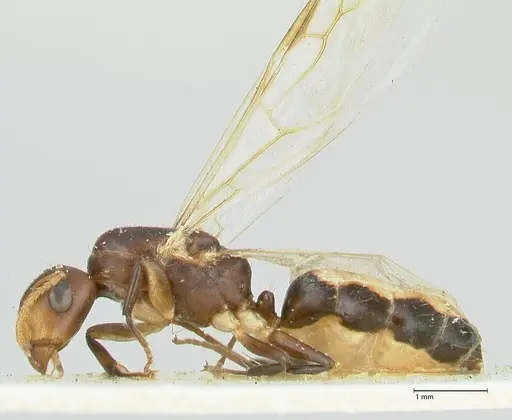 Camponotus reticulatus specimen FOCOL2283 image focol2283_3